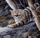 40-2915-НЛ Лісовий кіт. Набір для вишивання бісером ТМ Токарєва А. - 1