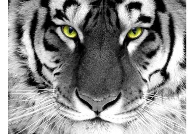 алмазна вишивка dm-281 Погляд тигра. Набір для виготовлення картини стразами