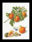 3061 Oranges &amp; Mandarins Linen. Набор для вышивки крестом Thea Gouverneur - 1