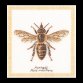 3017 Honey Bee Linen. Набор для вышивки крестом Thea Gouverneur - 1