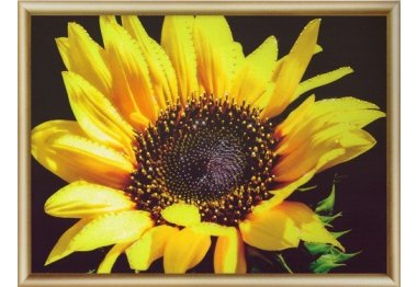 алмазна вишивка КС-161 Сонячна квітка Набір картина стразами