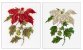 604 Poinsetia Linen. Набір для вишивки хрестом Thea Gouverneur - 1 604 Poinsetia Linen. Набір для вишивки хрестом Thea Gouverneur - 1
