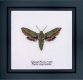 565 Spurge Hawk moth Linen. Набор для вышивки крестом Thea Gouverneur - 1
