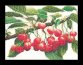 3014 Cherry Branch Linen. Набор для вышивки крестом Thea Gouverneur - 1