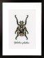 PN-0165400 Бежевый жук. Набор для вышивки крестом Vervaco - 1