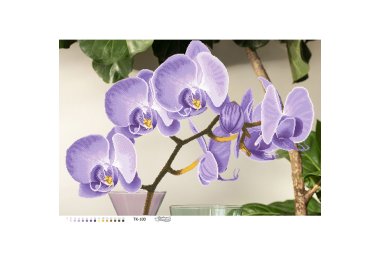  ТК100 Стильная фиолетовая орхидея. Схема для вышивки бисером (габардин) ТМ Барвиста Вишиванка