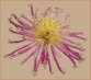БП-136 Сонячна квітка Набір для бісероплетіння - 1