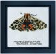 569 Harnessed Tiger moth Linen. Набор для вышивки крестом Thea Gouverneur - 1