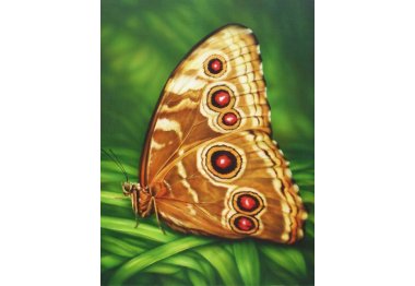 алмазна вишивка dm-176 "Метелик Монарх".Набір для виготовлення картини стразами