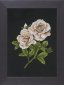 PN-0008337 Розы на черном. Набор для вышивки крестом Lanarte - 1