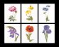 3085 Six Floral Studies Linen. Набор для вышивки крестом Thea Gouverneur - 1