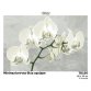 ТК105 Мінімалістична біла орхідея. Схема для вишивки бісером (габардин) ТМ Барвиста Вишиванка - 1