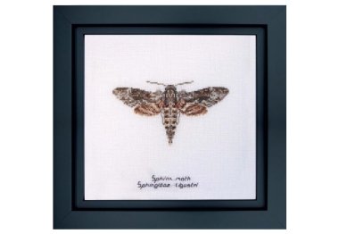  564A Sphinx moth Aida. Набор для вышивки крестом Thea Gouverneur