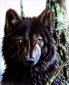 33-2576-НК Канадский волк. Набор Для вышивки бисером ТМ Токарева А. - 1