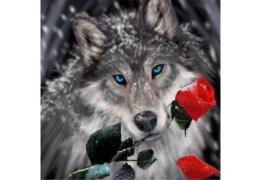 алмазна вишивка dm-272 Вовк з трояндою. Набір для виготовлення картини стразами