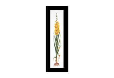  3072A Gladioli Yellow Aida. Набор для вышивки крестом Thea Gouverneur