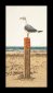 1062 Seagull Linen. Набір для вишивки хрестом Thea Gouverneur - 1