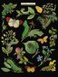 587.05 Caterpillars & Butterflies Black Aida. Набір для вишивки хрестом Thea Gouverneur - 1 587.05 Caterpillars & Butterflies Black Aida. Набір для вишивки хрестом Thea Gouverneur - 1