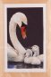 606.05 Swans and Signets Black Aida. Набір для вишивки хрестом Thea Gouverneur - 1 606.05 Swans and Signets Black Aida. Набір для вишивки хрестом Thea Gouverneur - 1