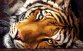 40-1288-НУ Уссурийский тигр. Набор Для вышивки бисером ТМ Токарева А. - 1