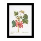 2084A Red Currant Aida. Набір для вишивки хрестом Thea Gouverneur - 1 2084A Red Currant Aida. Набір для вишивки хрестом Thea Gouverneur - 1