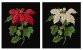 604.05 Poinsetia Black Aida. Набор для вышивки крестом Thea Gouverneur - 1 604.05 Poinsetia Black Aida. Набор для вышивки крестом Thea Gouverneur - 1