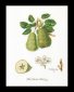 2056 Colnar Pears Linen. Набір для вишивки хрестом Thea Gouverneur - 1