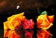 40-4510-НН Натюрморт с розами. Набор Для вышивки бисером ТМ Токарева А. - 1