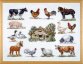 70-6420 Животные на ферме (Animals at the farm. Набор для вышивания крестом PERMIN - 1