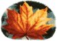 PN-0170508 Autumn leaf. Набор для ковроплетения Vervaco - 1