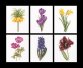 3083 Six Floral Studies Linen. Набор для вышивки крестом Thea Gouverneur - 1