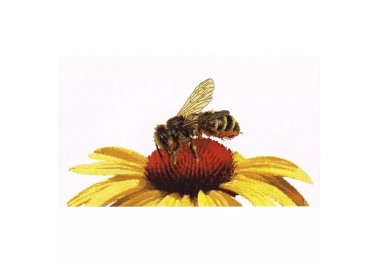  585 Bee on Yellow Echinacea Linen. Набір для вишивки хрестом Thea Gouverneur