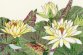 XBD12 Water Lily Blooms &quot;Цвіте латаття&quot; Bothy Threads. Набір для вишивки хрестиком - 1