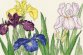 XBD14 Iris Blooms &quot;Ірис цвіте&quot; Bothy Threads. Набір для вишивки хрестиком - 1