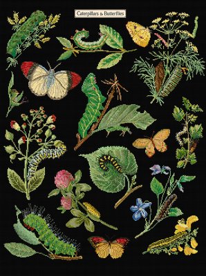 587.05 Caterpillars &amp; Butterflies Black Aida. Набір для вишивки хрестом Thea Gouverneur - 1