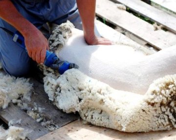 Парикмахерская для овечек: как получают шерсть для самой популярной пряжи