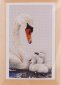 606 Swans and Signets Linen. Набір для вишивки хрестом Thea Gouverneur - 1 606 Swans and Signets Linen. Набір для вишивки хрестом Thea Gouverneur - 1