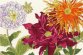XBD11 Dahlia Blooms &quot;Жоржина цвіте&quot; Bothy Threads. Набір для вишивки хрестиком - 1