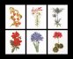 3082 Six Floral Studies Linen. Набір для вишивки хрестом Thea Gouverneur - 1