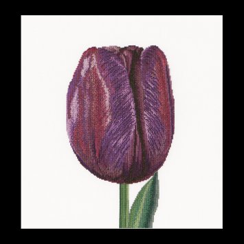 514 Purple Triumph tulip Linen. Набор для вышивки крестом Thea Gouverneur - 1