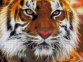 33-0910-НА Амурский тигр. Набор Для вышивки бисером ТМ Токарева А. - 1