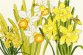 XBD10 Daffodil Blooms &quot;Нарцис цвіте&quot; Bothy Threads. Набір для вишивки хрестиком - 1