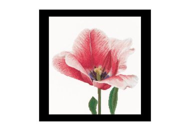  518A Pink Darwin hybrid tulip Aida. Набор для вышивки крестом Thea Gouverneur